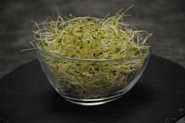 Bio Alfalfa-Sprossen