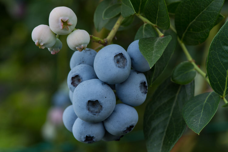 Bio-Heidelbeeren