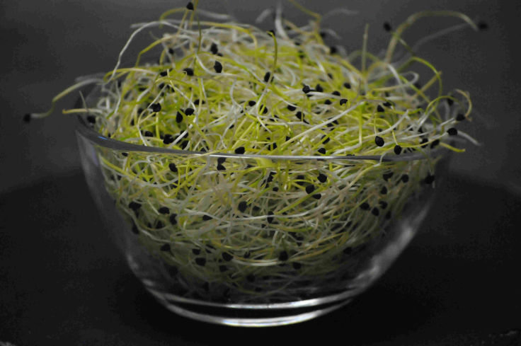 Bio Zwiebelsprossen